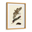 Transformación De Mariposa Iii | Cuadro decorativo de Canvas Lab