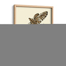 Transformación De Mariposa Iii | Cuadro decorativo de Canvas Lab