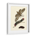 Transformación De Mariposa Iii | Cuadro decorativo de Canvas Lab