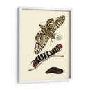 Transformación De Mariposa Iii | Cuadro decorativo de Canvas Lab