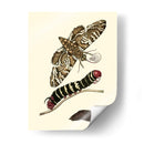 Transformación De Mariposa Iii | Cuadro decorativo de Canvas Lab