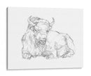 Bison Contorno Boceto Ii - Ethan Harper | Cuadro decorativo de Canvas Lab