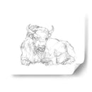 Bison Contorno Boceto Ii - Ethan Harper | Cuadro decorativo de Canvas Lab