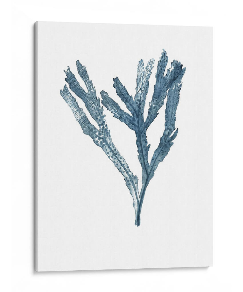 Especímenes De Algas En Blanco I - Naomi McCavitt | Cuadro decorativo de Canvas Lab