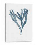 Especímenes De Algas En Blanco I - Naomi McCavitt | Cuadro decorativo de Canvas Lab