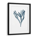 Especímenes De Algas En Blanco I - Naomi McCavitt | Cuadro decorativo de Canvas Lab