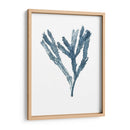 Especímenes De Algas En Blanco I - Naomi McCavitt | Cuadro decorativo de Canvas Lab