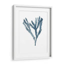 Especímenes De Algas En Blanco I - Naomi McCavitt | Cuadro decorativo de Canvas Lab