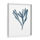 Especímenes De Algas En Blanco I - Naomi McCavitt | Cuadro decorativo de Canvas Lab