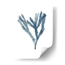 Especímenes De Algas En Blanco I - Naomi McCavitt | Cuadro decorativo de Canvas Lab