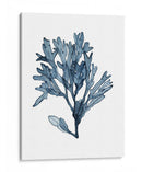 Especímenes De Algas En Blanco Ii - Naomi McCavitt | Cuadro decorativo de Canvas Lab