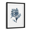 Especímenes De Algas En Blanco Ii - Naomi McCavitt | Cuadro decorativo de Canvas Lab