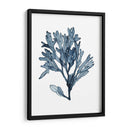 Especímenes De Algas En Blanco Ii - Naomi McCavitt | Cuadro decorativo de Canvas Lab