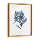 Especímenes De Algas En Blanco Ii - Naomi McCavitt | Cuadro decorativo de Canvas Lab