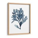 Especímenes De Algas En Blanco Ii - Naomi McCavitt | Cuadro decorativo de Canvas Lab