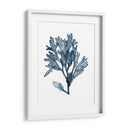 Especímenes De Algas En Blanco Ii - Naomi McCavitt | Cuadro decorativo de Canvas Lab