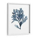 Especímenes De Algas En Blanco Ii - Naomi McCavitt | Cuadro decorativo de Canvas Lab