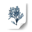 Especímenes De Algas En Blanco Ii - Naomi McCavitt | Cuadro decorativo de Canvas Lab