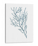 Espécimens De Algas En Blanco Iii - Naomi McCavitt | Cuadro decorativo de Canvas Lab