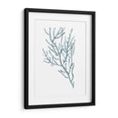 Espécimens De Algas En Blanco Iii - Naomi McCavitt | Cuadro decorativo de Canvas Lab