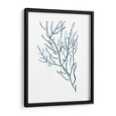 Espécimens De Algas En Blanco Iii - Naomi McCavitt | Cuadro decorativo de Canvas Lab