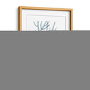 Espécimens De Algas En Blanco Iii - Naomi McCavitt | Cuadro decorativo de Canvas Lab