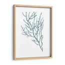 Espécimens De Algas En Blanco Iii - Naomi McCavitt | Cuadro decorativo de Canvas Lab