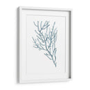 Espécimens De Algas En Blanco Iii - Naomi McCavitt | Cuadro decorativo de Canvas Lab