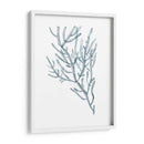 Espécimens De Algas En Blanco Iii - Naomi McCavitt | Cuadro decorativo de Canvas Lab