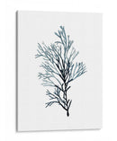 Especímenes De Algas En Blanco Iv - Naomi McCavitt | Cuadro decorativo de Canvas Lab