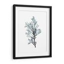 Especímenes De Algas En Blanco Iv - Naomi McCavitt | Cuadro decorativo de Canvas Lab
