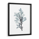 Especímenes De Algas En Blanco Iv - Naomi McCavitt | Cuadro decorativo de Canvas Lab