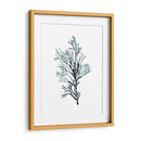 Especímenes De Algas En Blanco Iv - Naomi McCavitt | Cuadro decorativo de Canvas Lab