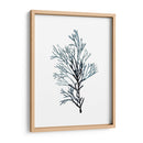 Especímenes De Algas En Blanco Iv - Naomi McCavitt | Cuadro decorativo de Canvas Lab