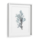 Especímenes De Algas En Blanco Iv - Naomi McCavitt | Cuadro decorativo de Canvas Lab