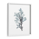 Especímenes De Algas En Blanco Iv - Naomi McCavitt | Cuadro decorativo de Canvas Lab