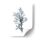 Especímenes De Algas En Blanco Iv - Naomi McCavitt | Cuadro decorativo de Canvas Lab
