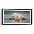 Personalizado Bear Life X - C. Harry Eaton | Cuadro decorativo de Canvas Lab