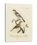 Antiguos Pájaros Franceses Ii - de Langlois | Cuadro decorativo de Canvas Lab