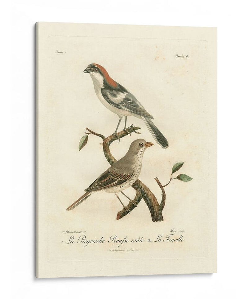 Antiguos Pájaros Franceses Ii - de Langlois | Cuadro decorativo de Canvas Lab