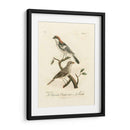 Antiguos Pájaros Franceses Ii - de Langlois | Cuadro decorativo de Canvas Lab