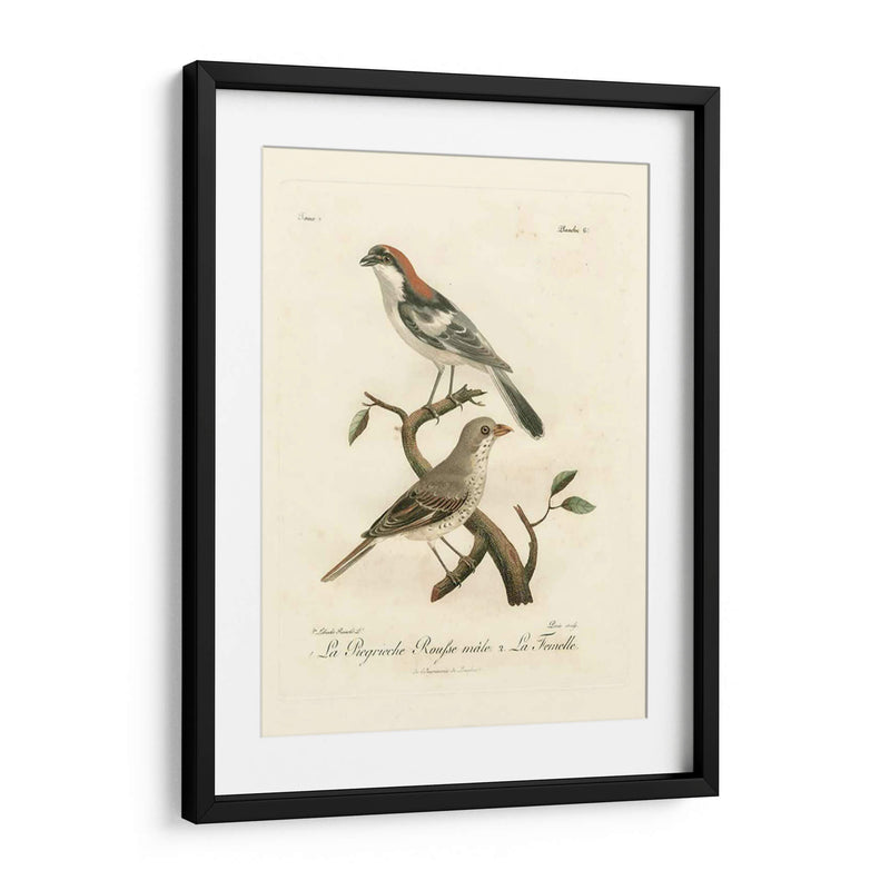 Antiguos Pájaros Franceses Ii - de Langlois | Cuadro decorativo de Canvas Lab