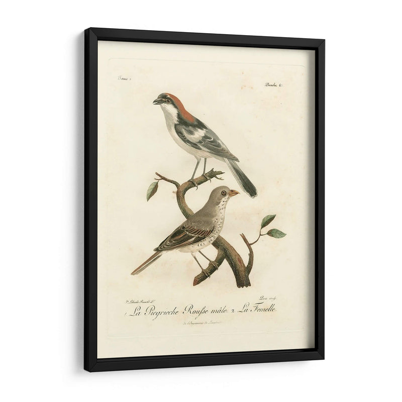 Antiguos Pájaros Franceses Ii - de Langlois | Cuadro decorativo de Canvas Lab