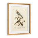 Antiguos Pájaros Franceses Ii - de Langlois | Cuadro decorativo de Canvas Lab