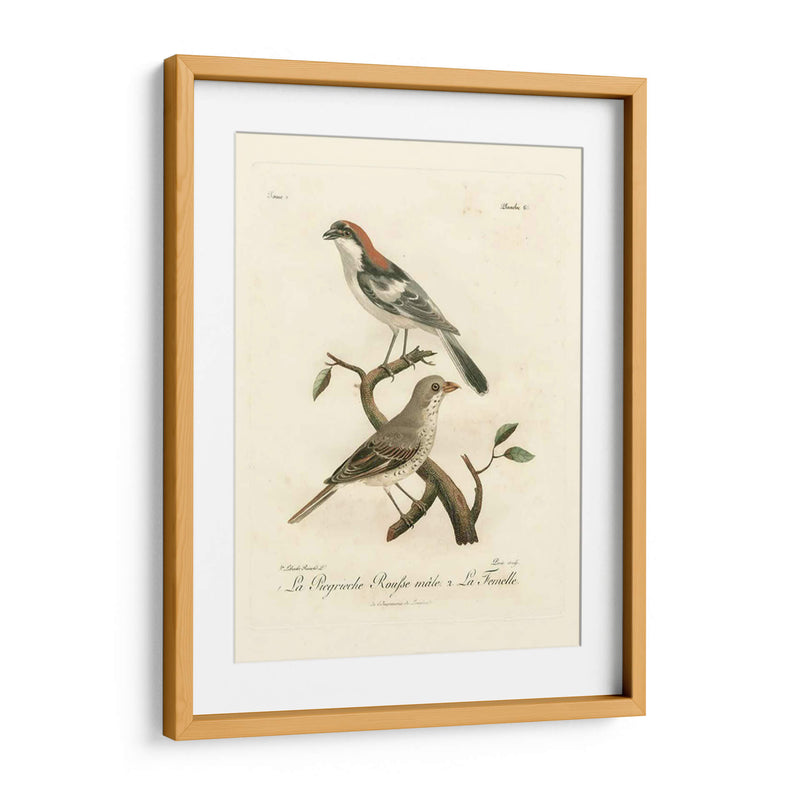 Antiguos Pájaros Franceses Ii - de Langlois | Cuadro decorativo de Canvas Lab