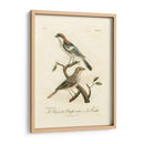 Antiguos Pájaros Franceses Ii - de Langlois | Cuadro decorativo de Canvas Lab