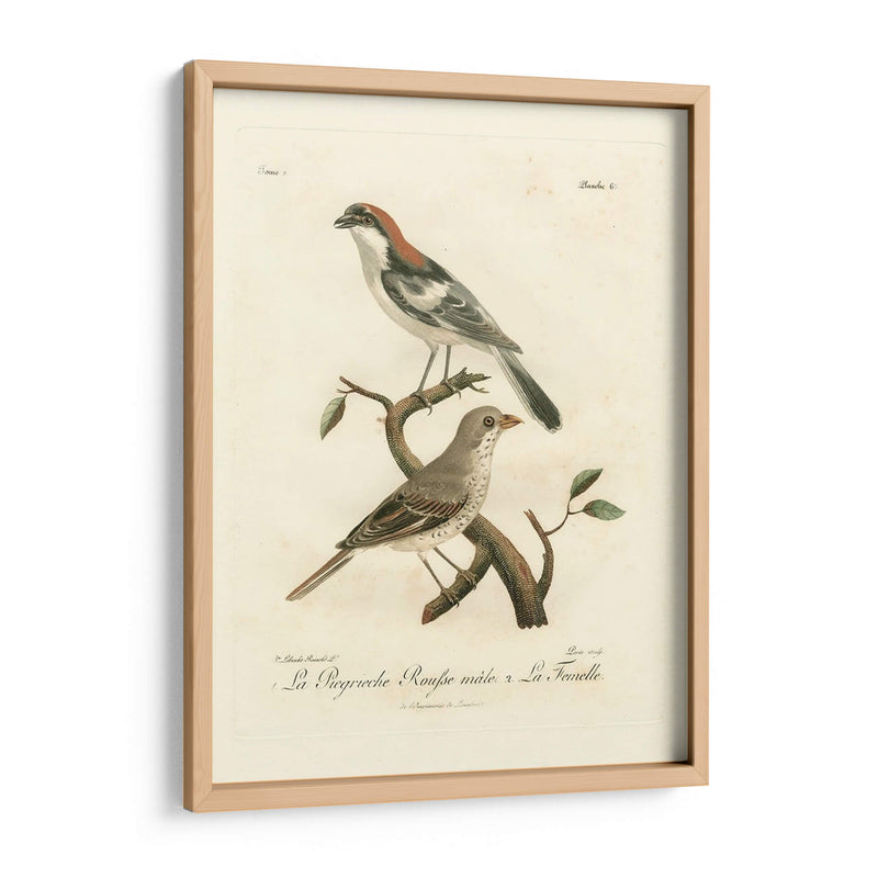 Antiguos Pájaros Franceses Ii - de Langlois | Cuadro decorativo de Canvas Lab