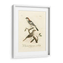 Antiguos Pájaros Franceses Ii - de Langlois | Cuadro decorativo de Canvas Lab