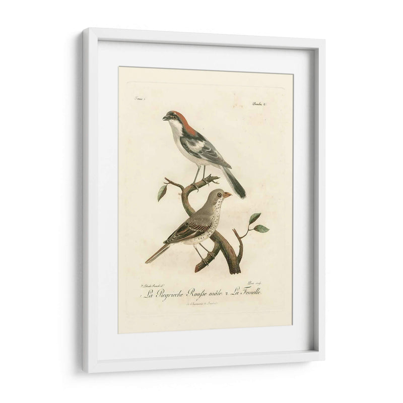 Antiguos Pájaros Franceses Ii - de Langlois | Cuadro decorativo de Canvas Lab