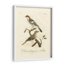 Antiguos Pájaros Franceses Ii - de Langlois | Cuadro decorativo de Canvas Lab